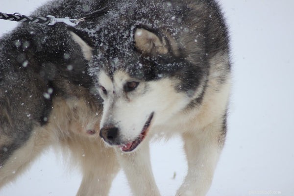 How to Extend Your Alaskan Malamute’s Life: Proven Care Tips