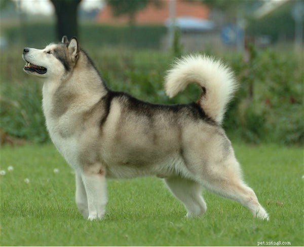 How to Extend Your Alaskan Malamute’s Life: Proven Care Tips