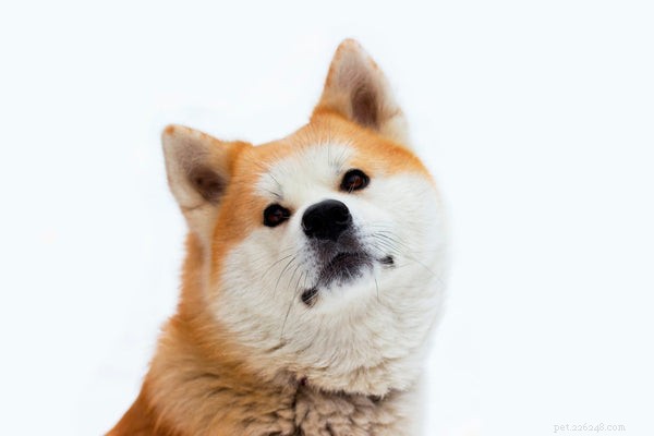 Akita Temperament: Key Traits of Loyalty, Love, and Protective Instincts