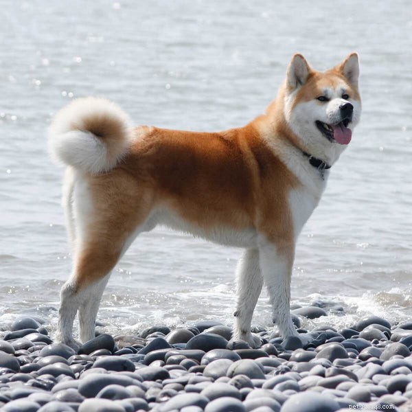 Akita Temperament: Key Traits of Loyalty, Love, and Protective Instincts