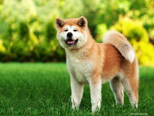 Akita Temperament: Key Traits of Loyalty, Love, and Protective Instincts