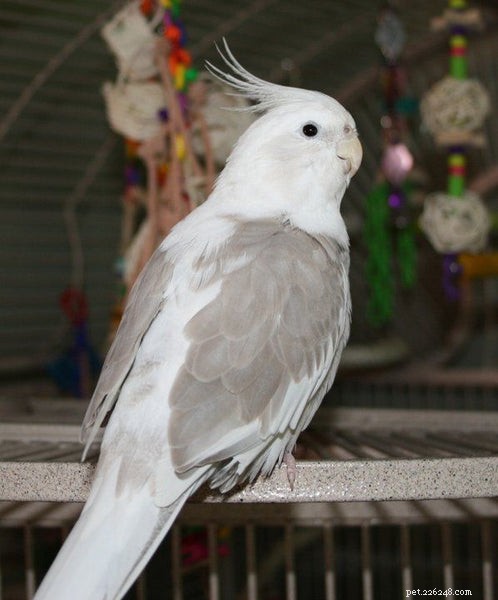 The White-Faced Cockatiel: Your Guide to This Unique, Intelligent Pet