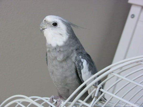 The White-Faced Cockatiel: Your Guide to This Unique, Intelligent Pet
