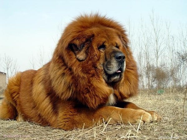 Tibetan Mastiff: The Majestic, Protective Giant for Your Family