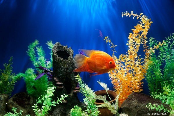 Expert Guide to Setting Up a Healthy Home Aquarium