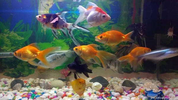 Expert Guide to Setting Up a Healthy Home Aquarium
