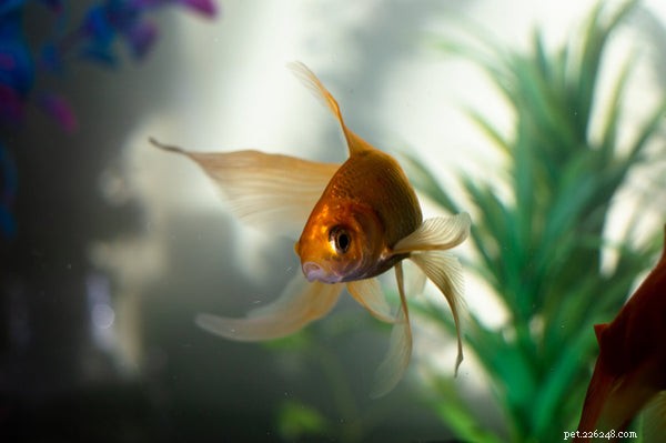 Expert Guide to Setting Up a Healthy Home Aquarium