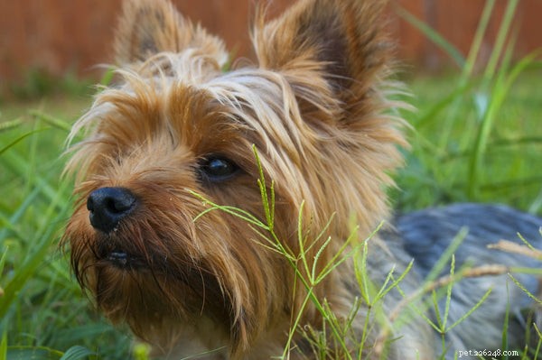 Yorkshire Terriers: Types, Care, and Choosing the Right One