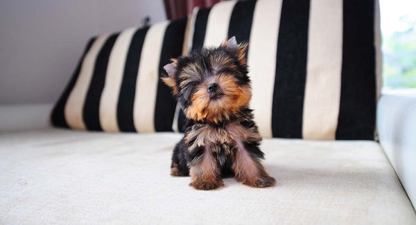Yorkshire Terriers: Types, Care, and Choosing the Right One