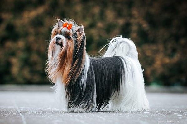 Yorkshire Terriers: Types, Care, and Choosing the Right One