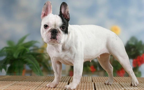 Ideal Low-Maintenance Dogs for Busy Owners