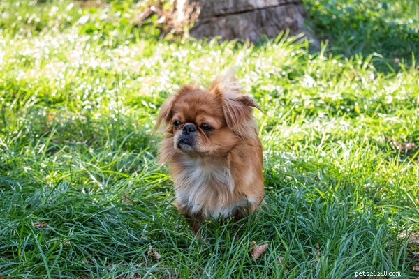 Ideal Low-Maintenance Dogs for Busy Owners