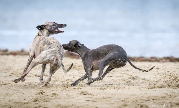Ideal Low-Maintenance Dogs for Busy Owners