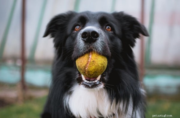 Border Collie Shedding Explained: Complete Guide to Caring for Your Herding Companion