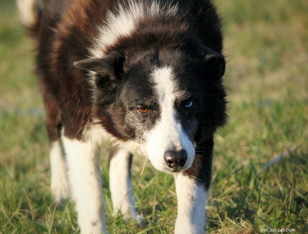Border Collie Shedding Explained: Complete Guide to Caring for Your Herding Companion
