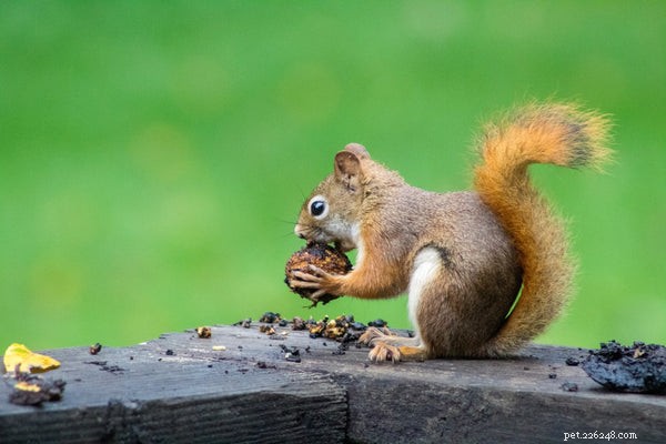 Essential Guide to Caring for Baby Squirrels: Expert Tips & Steps