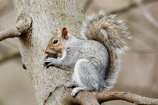 Essential Guide to Caring for Baby Squirrels: Expert Tips & Steps