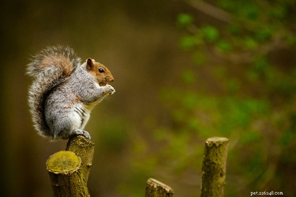 Essential Guide to Caring for Baby Squirrels: Expert Tips & Steps