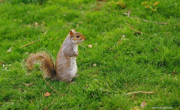 Essential Guide to Caring for Baby Squirrels: Expert Tips & Steps