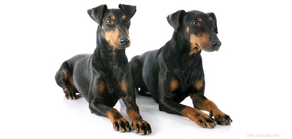 Top Low-Maintenance Dog Breeds for Busy Owners