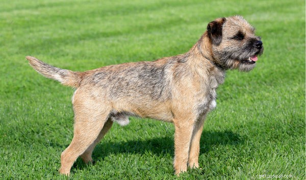 Top Low-Maintenance Dog Breeds for Busy Owners