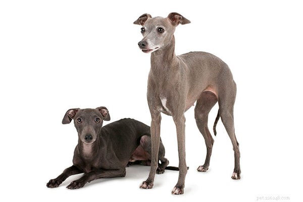 Top Low-Maintenance Dog Breeds for Busy Owners