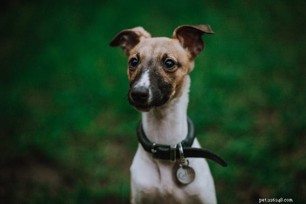 Top Low-Maintenance Dog Breeds for Busy Owners