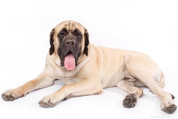 Everything You Should Know About the Old English Mastiff: Traits, Care, and Compatibility
