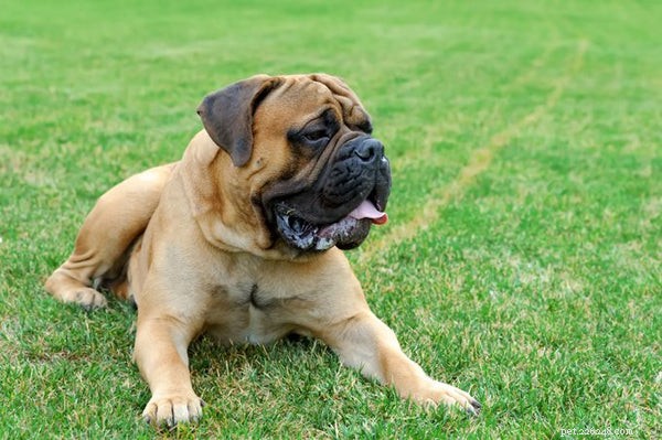 Everything You Should Know About the Old English Mastiff: Traits, Care, and Compatibility