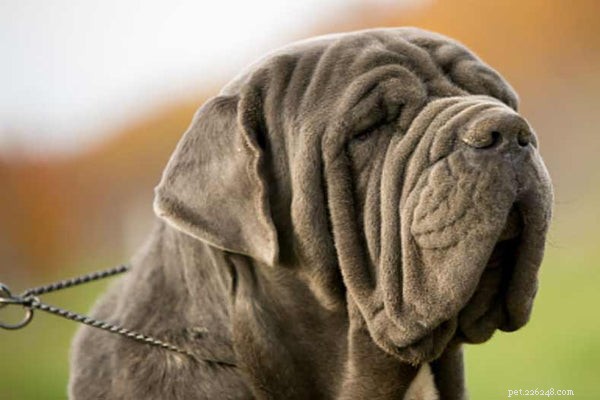 Everything You Should Know About the Old English Mastiff: Traits, Care, and Compatibility