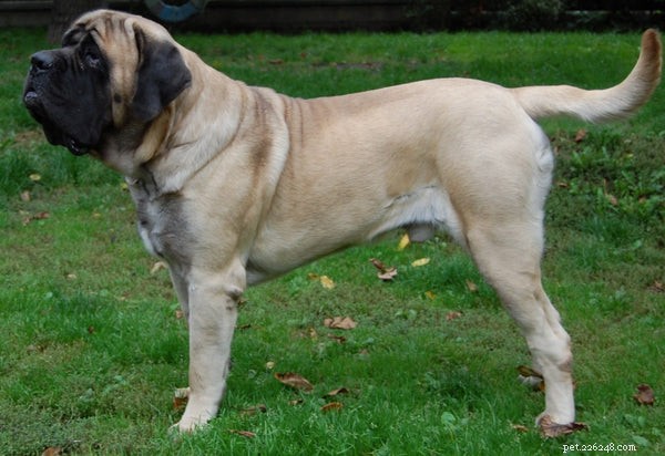 Everything You Should Know About the Old English Mastiff: Traits, Care, and Compatibility