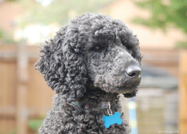 Poodle Varieties Explained: Sizes, Mixes, and What Makes Them Special