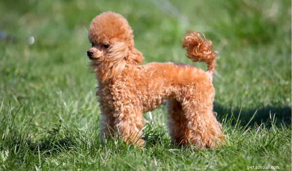 Poodle Varieties Explained: Sizes, Mixes, and What Makes Them Special