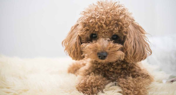 Poodle Varieties Explained: Sizes, Mixes, and What Makes Them Special