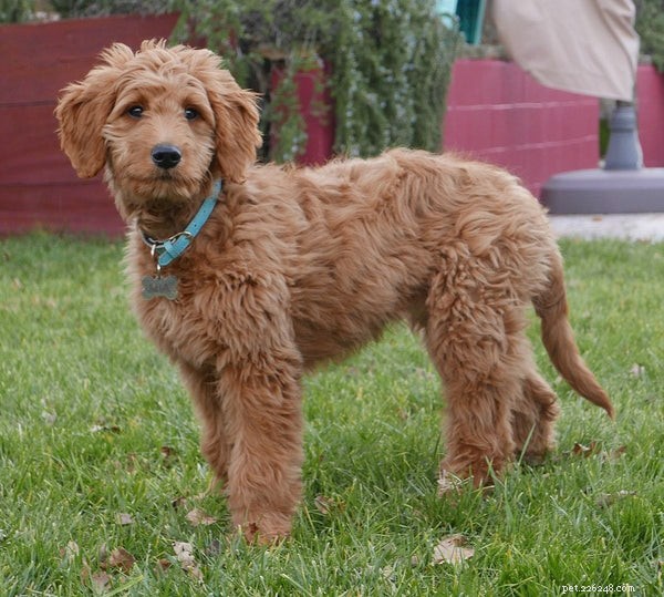 Designer Dogs Explained: The Ultimate Guide to Choosing and Caring for Mixed‑Breed Companions