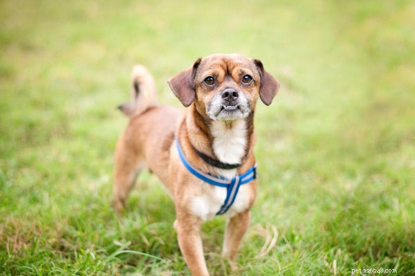 Designer Dogs Explained: The Ultimate Guide to Choosing and Caring for Mixed‑Breed Companions