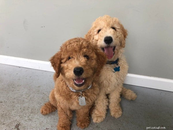 Designer Dogs Explained: The Ultimate Guide to Choosing and Caring for Mixed‑Breed Companions