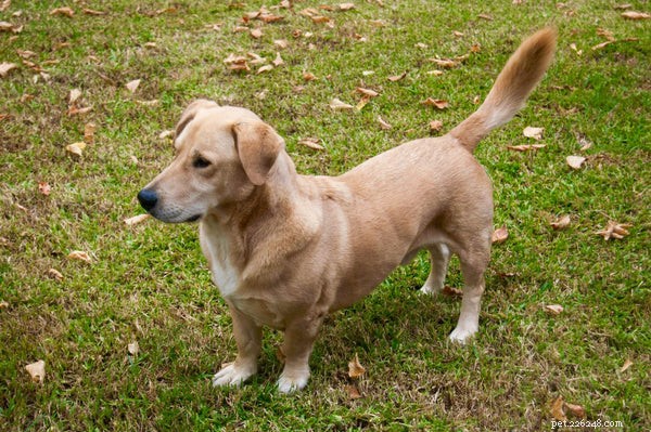 Designer Dogs Explained: The Ultimate Guide to Choosing and Caring for Mixed‑Breed Companions