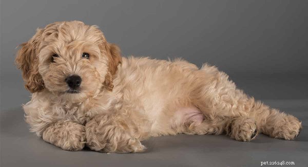 Designer Dogs Explained: The Ultimate Guide to Choosing and Caring for Mixed‑Breed Companions