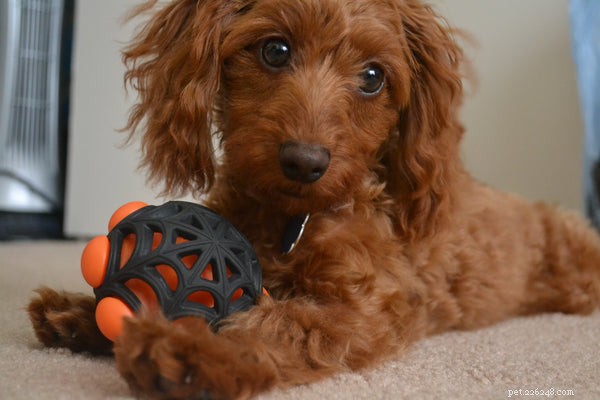 Designer Dogs Explained: The Ultimate Guide to Choosing and Caring for Mixed‑Breed Companions