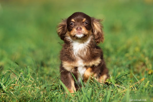 Designer Dogs Explained: The Ultimate Guide to Choosing and Caring for Mixed‑Breed Companions