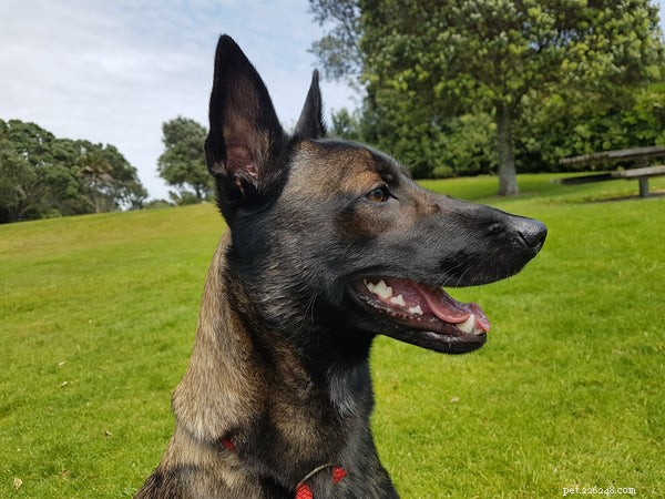 Adopting a Belgian Malinois: Essential Insights