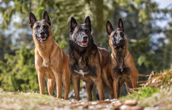 Adopting a Belgian Malinois: Essential Insights