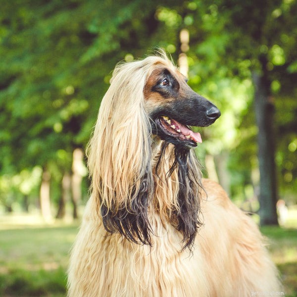 Ultimate Guide to Afghan Hound Puppies: Care, Training, and Lifestyle