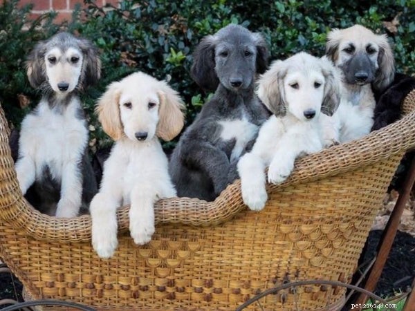 Ultimate Guide to Afghan Hound Puppies: Care, Training, and Lifestyle