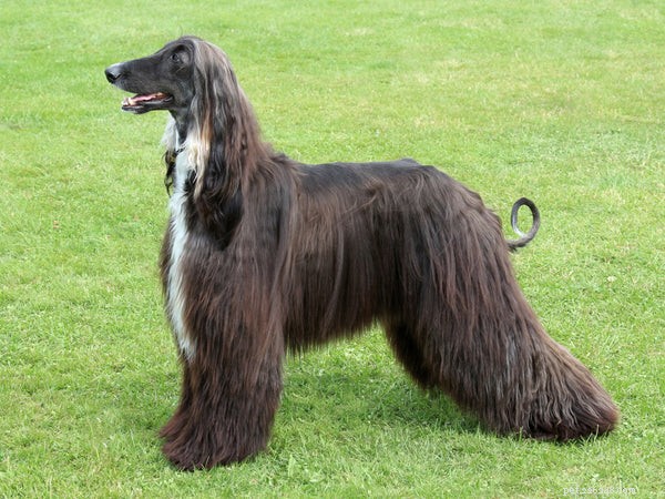 Ultimate Guide to Afghan Hound Puppies: Care, Training, and Lifestyle