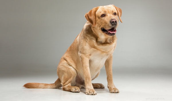 10 Adorable Dog Mixes You’ll Love: Top Picks for Your Family