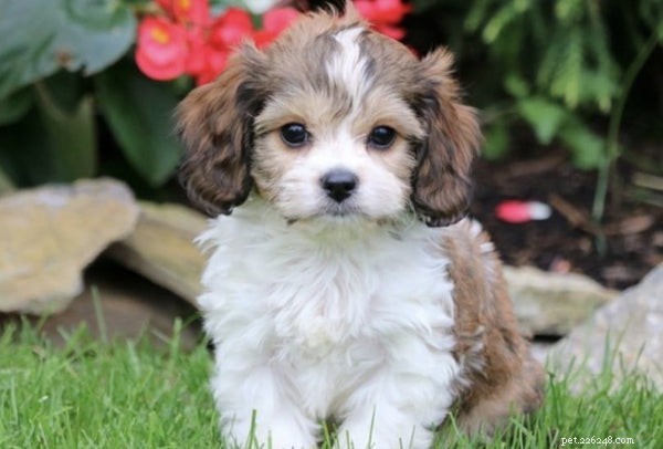 10 Adorable Dog Mixes You’ll Love: Top Picks for Your Family