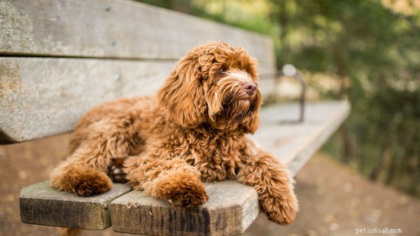 10 Adorable Dog Mixes You’ll Love: Top Picks for Your Family