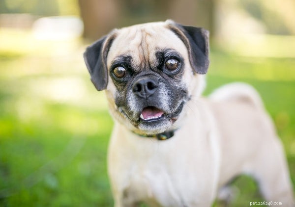 10 Adorable Dog Mixes You’ll Love: Top Picks for Your Family